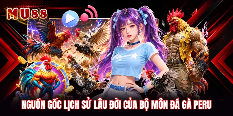 Nguồn gốc lịch sử lâu đời của bộ môn đá gà Peru